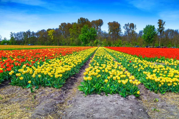 Admirable spring landscape with colorful tulip fields in Netherlands, Europe — Stock Photo, Image