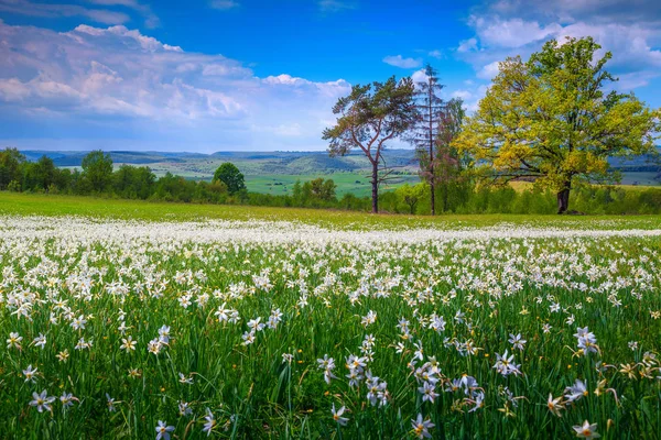 Fantastiska landskap och vita påskliljor sommarblommor i Transsylvanien, Rumänien — Stockfoto