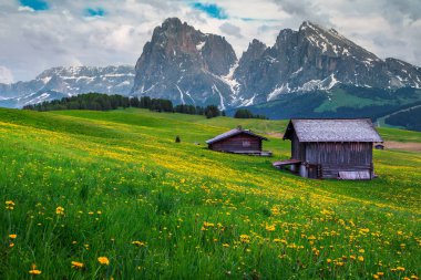 Yeşil alanlar ve sarı karahindiba ile bahar manzara, Dolomites, Italya