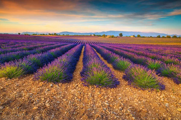 Niesamowite fioletowe pola lawendy w regionie Prowansji, Valensole, Francja, Europa — Zdjęcie stockowe