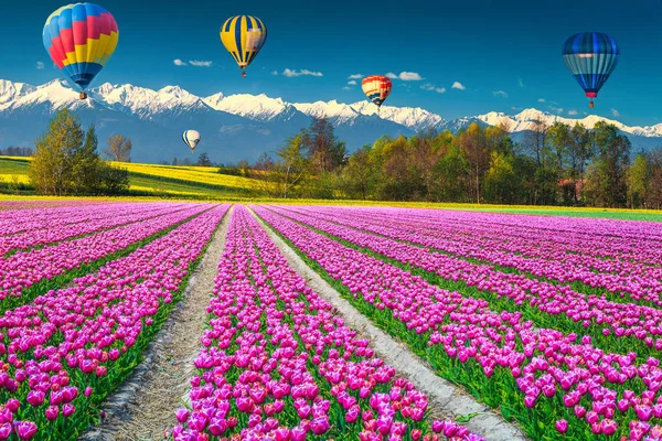 Beautiful canola and tulip fields and snowy mountains, Transylvania, Romania — Stock Photo, Image