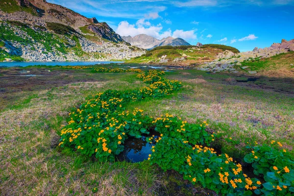 Colorful yellow flowers and alpine mountain brook, Retezat mountains, Romania — Stock Photo, Image