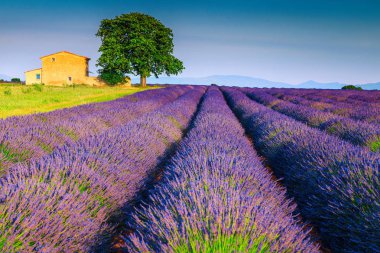 Provence bölgesinde nefes kesen kokulu mor lavanta tarlaları, Valensole, Fransa