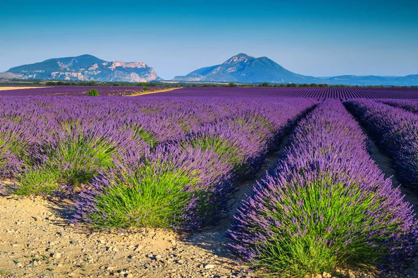 Krajobraz lato z pól fiolet lawendy w Prowansji, Valensole, Francja — Zdjęcie stockowe
