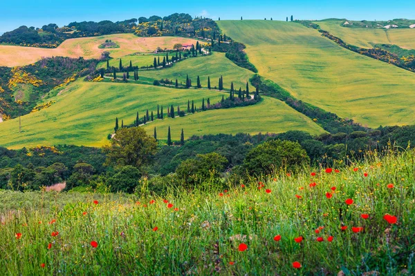 Mooie kronkelende landelijke weg met cipressen in Toscane, Italië, Europa — Stockfoto