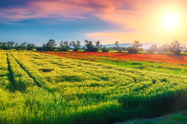 Прекрасный летний пейзаж с зерном и красным маком, Румыния — стоковое фото