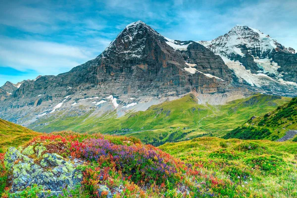 Nádherné alpské květiny a vysoké zasněžené hory nedaleko Grindelwaldu, Švýcarsko — Stock fotografie