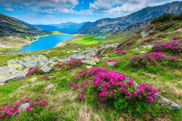 Flores cor-de-rosa rododendro coloridas e lago Bucura, montanhas Retezat, Roménia — Fotografia de Stock