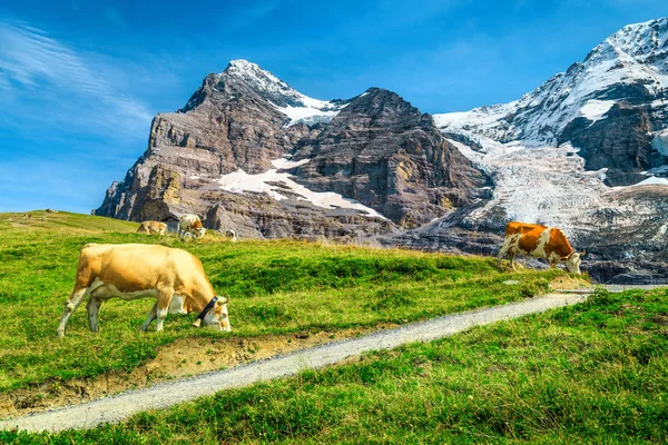 Troupeau de vaches et pâturages alpins, Grindelwald, Oberland Bernois, Suisse — Photo