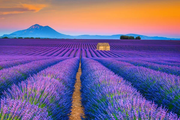 Wspaniały letni krajobraz z polami lawendowymi w Prowansji, Valensole, Francja — Zdjęcie stockowe