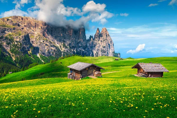 Alpe di Siusi Resort a jarní žluté dandeliy, Dolomity, Itálie — Stock fotografie