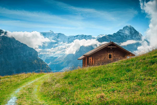 Αλπικός καλοκαιρινός βοσκότοπος με χιονισμένα βουνά στο παρασκήνιο, Γκρίντελβαλντ, Ελβετία — Φωτογραφία Αρχείου