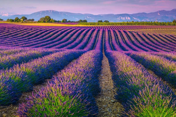 Gyönyörű lila levendula mezők Provence régióban, Valensole, Franciaország, Európa — Stock Fotó