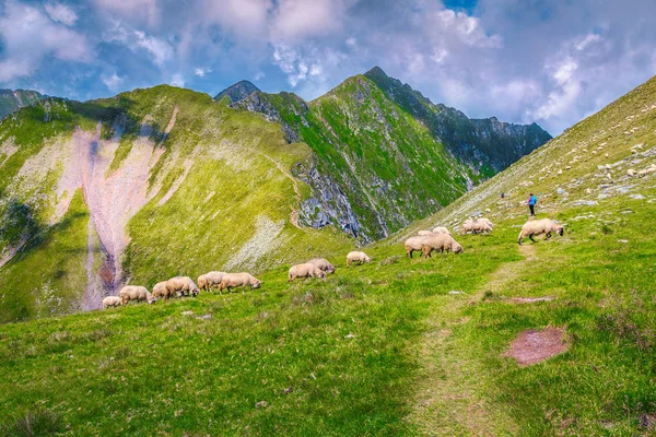 Sheeps grazing in mountain pasture, Fagaras mountains, Carpathians,  Transylvania, Romania — Stock Photo, Image