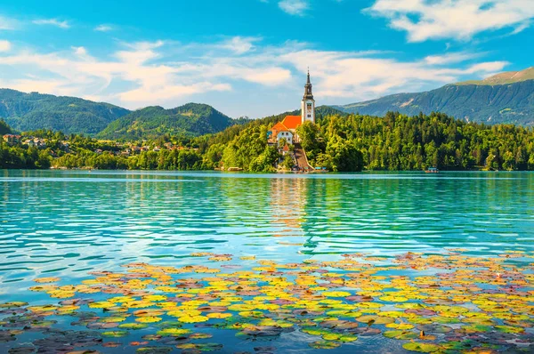 블레드 호수에 멋진 핑크 수련 꽃, 슬로베니아 — 스톡 사진