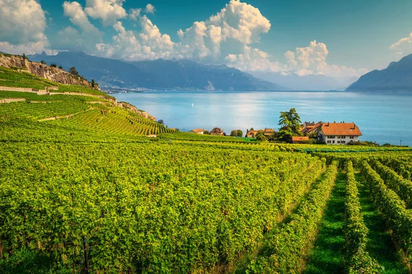 Vinhas com terraço na região de Lavaux, perto de Chexbres, Vaud, Suíça — Fotografia de Stock