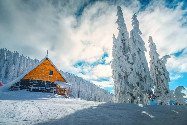 Skidort med snöiga träd, Poiana Brasov, Karpaterna, Transylvania, Rumänien — Stockfoto