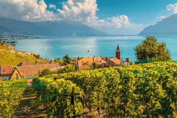 Belos vinhedos na região de Lavaux perto de Chexbres, Vaud, Suíça — Fotografia de Stock