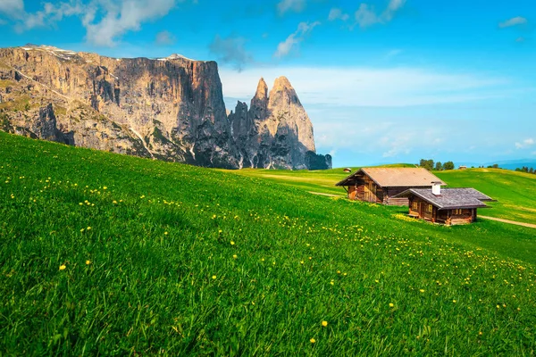 Alpe di Siusi touristic resort and yellow dandelions, Dolomites, Italy — Stock Photo, Image