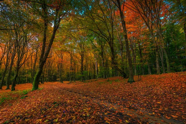 Magnifique paysage forestier d'automne avec des feuilles colorées — Photo