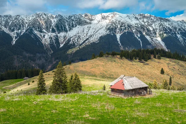 Pasto de primavera alpino com montanhas nevadas no fundo, Transilvânia, Romênia — Fotografia de Stock