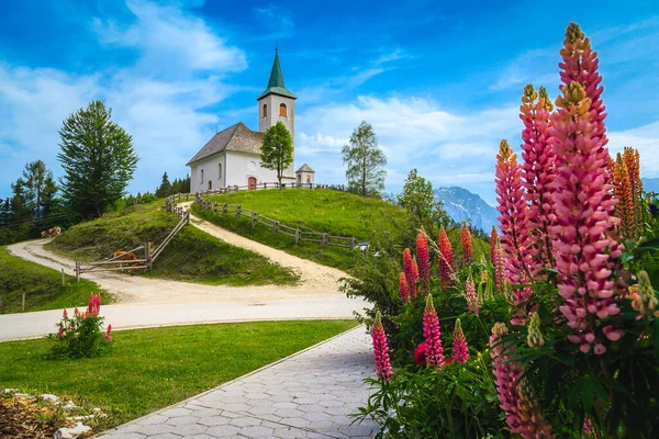 丘の上にある素晴らしい高山の田園風景 放牧牛や伝統的なかわいいチャペル スヴェティ ドゥー教会 カムニク サヴィナ アルプス スロベニア ヨーロッパ — ストック写真