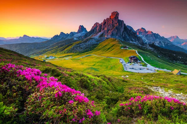 Paysage Naturel Incroyable Route Sinueuse Sur Col Montagne Fleurs Rhododendron — Photo