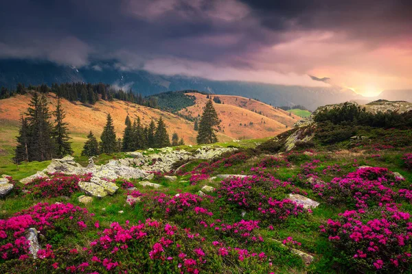 Beautiful hills with flowery slopes at sunrise. Admirable pink rhododendron flowers in mountains on misty morning at sunrise, Carpathians, Transylvania, Romania, Europe