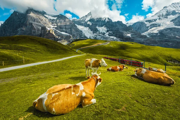 Krávy Pasoucí Alpské Pastvině Červený Turistické Ozubený Vlak Švýcarských Alpách — Stock fotografie