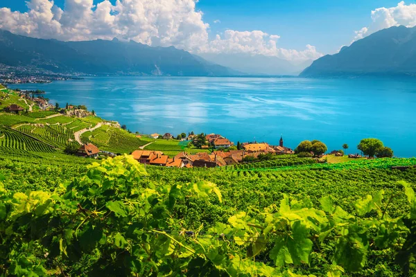 Pintorescos Viñedos Las Laderas Cerca Del Pueblo Rivaz Hermoso Paisaje —  Fotos de Stock