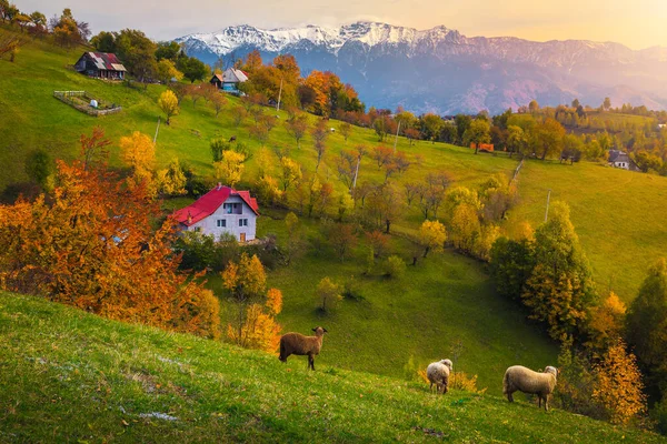 牧羊や雪の山を背景に牧歌的な秋の田園風景 日没の丘の上のカラフルな落葉樹 ブラゾフ近くのマグラの村 トランシルヴァニア ルーマニア ヨーロッパ — ストック写真