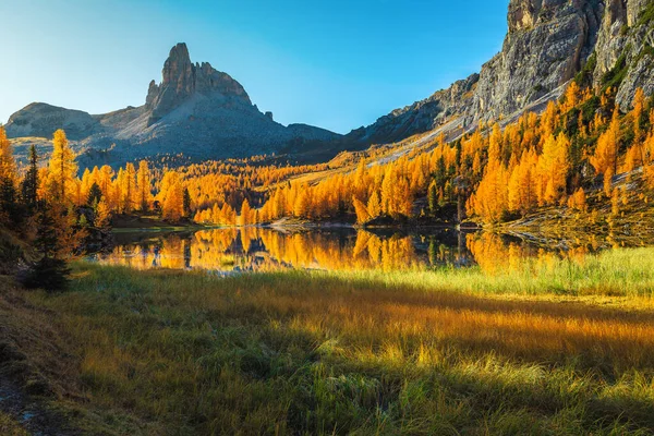 Majestuoso Paisaje Otoñal Con Colorido Bosque Secuoyas Famoso Lago Federa — Foto de Stock