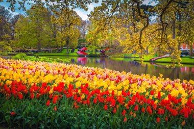 Gölün kıyısında, Keukenhof bahçesi, Hollanda, Avrupa 'da renkli taze laleleri ve çiçekli yerleri olan muhteşem bir park.
