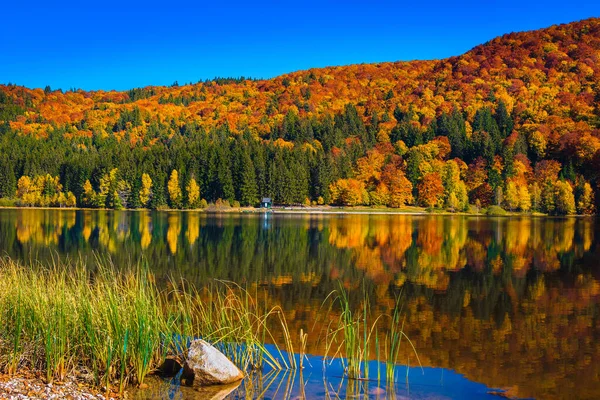 Stunning autumn scenery with colorful deciduous trees in the forest and fantastic volcanic lake. Popular touristic and travel destination with Saint Ana lake, Transylvania, Romania, Europe