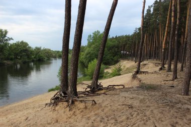 Riverside.Trees çıkıntılı topraktan kökleri ile
