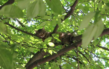  Ağaçtaki kedi