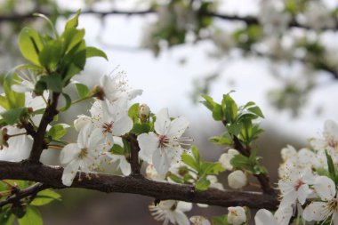 kiraz blossom.spring doğa