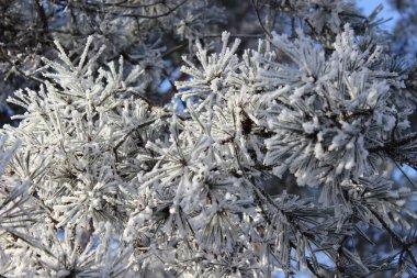    frost ormanında kış