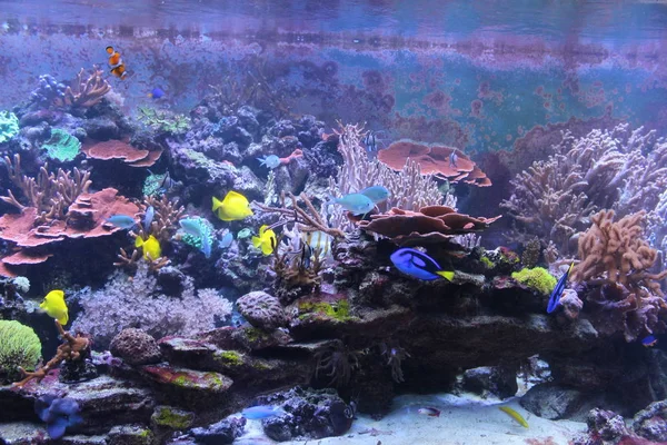 Aquarium Colorful Coral Fish — Stock Photo, Image