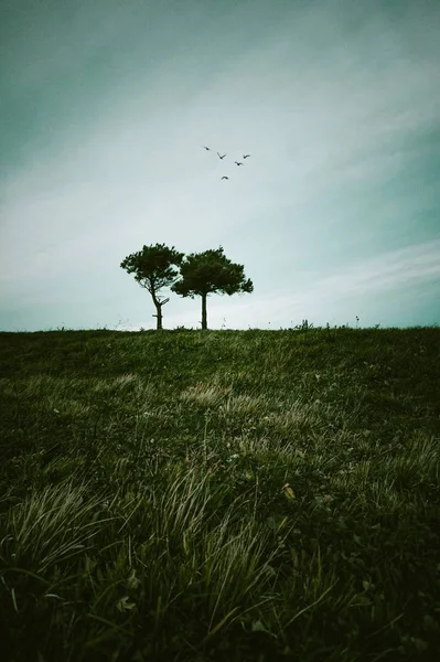 Pohon Saja Padang Rumput — Stok Foto