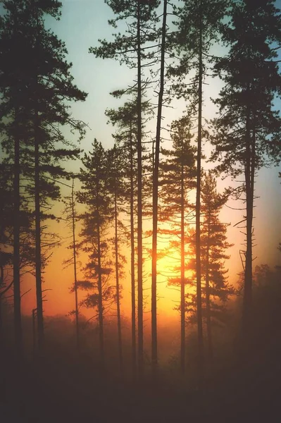 Árvores Pôr Sol Outono — Fotografia de Stock