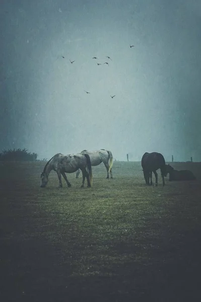 Los Caballos Prado Con Niebla — Foto de Stock