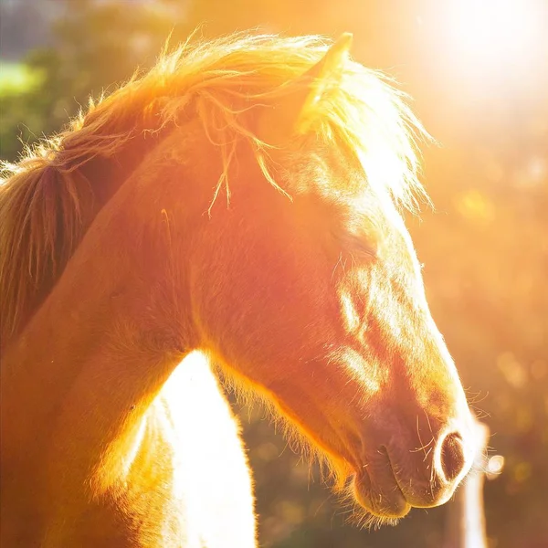 Beautiful Horse Portrait — Stock Photo, Image