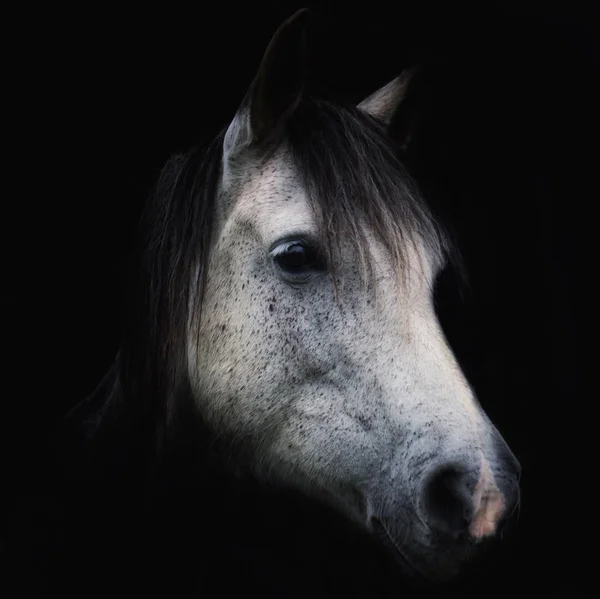 Beautiful Horse Portrait — Stock Photo, Image