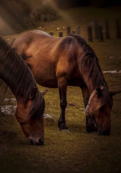 Πορτρέτο Του Όμορφη Άλογο — Φωτογραφία Αρχείου