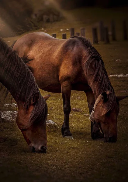 Hermoso Retrato Caballo — Foto de Stock