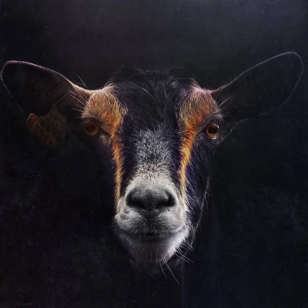 Goat Portrait Mountain — Stock Photo, Image
