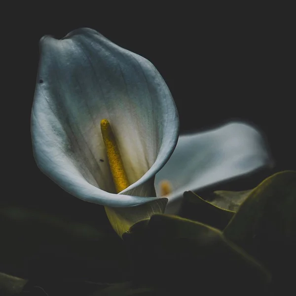 Bela Flor Calla Jardim — Fotografia de Stock