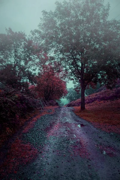 Jalan Dengan Pohon Merah Gunung — Stok Foto