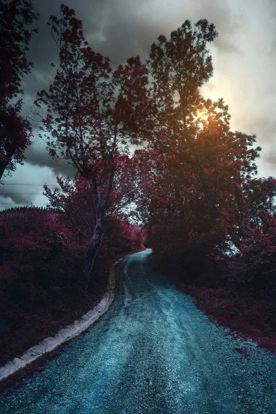 Droga Czerwonych Drzew Górach — Zdjęcie stockowe